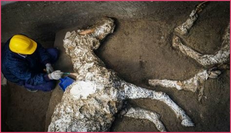 Pompeii Horse Prepped To Rescue Victims Found Preserved In Stables